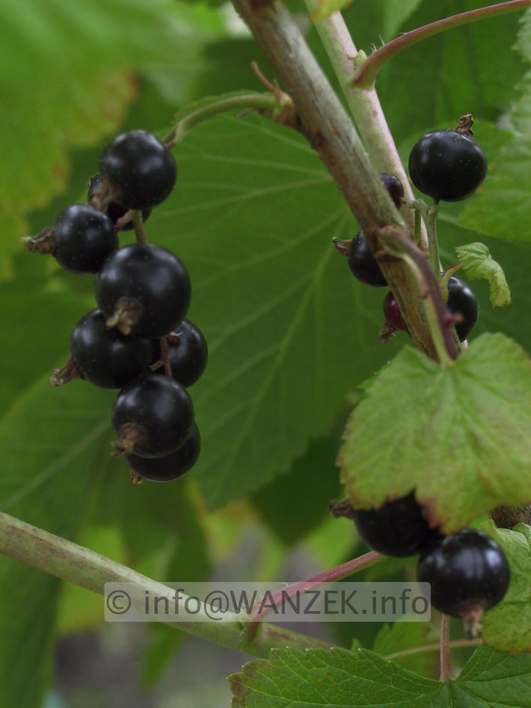 Johannisbeeren schwarz Ben Sareck.JPG